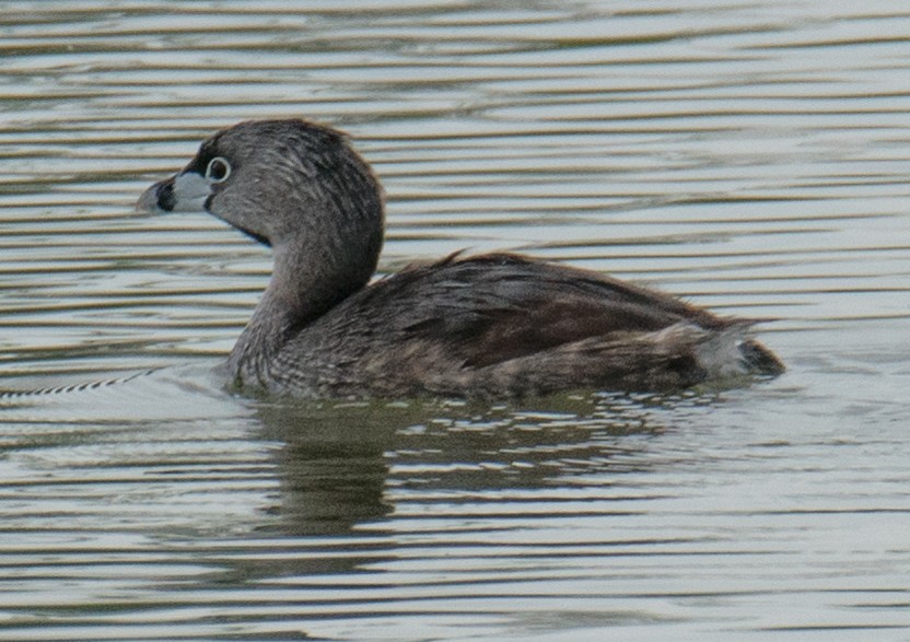 Pied-billed Grebe - ML244902301