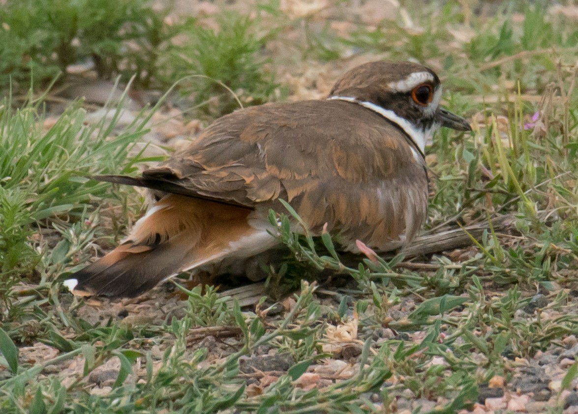 Killdeer - ML244902411