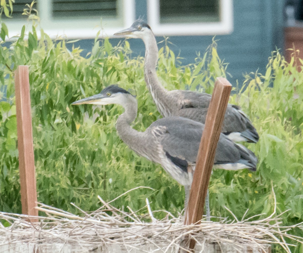 Great Blue Heron - ML244902501