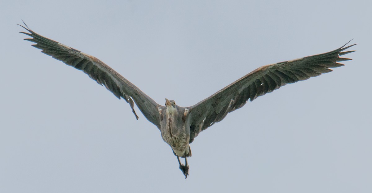 Great Blue Heron - ML244902511