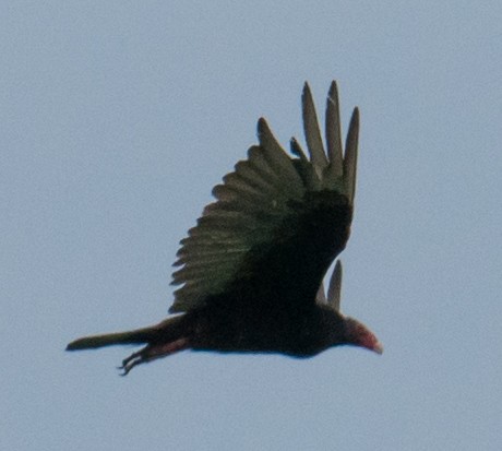 Turkey Vulture - ML244902521