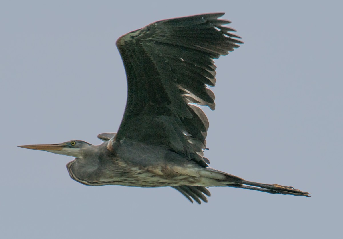 Great Blue Heron - ML244902551