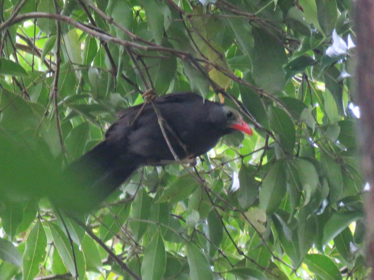 Bare-headed Laughingthrush - ML244903931