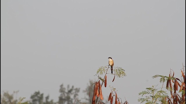 Long-tailed Shrike - ML244905591