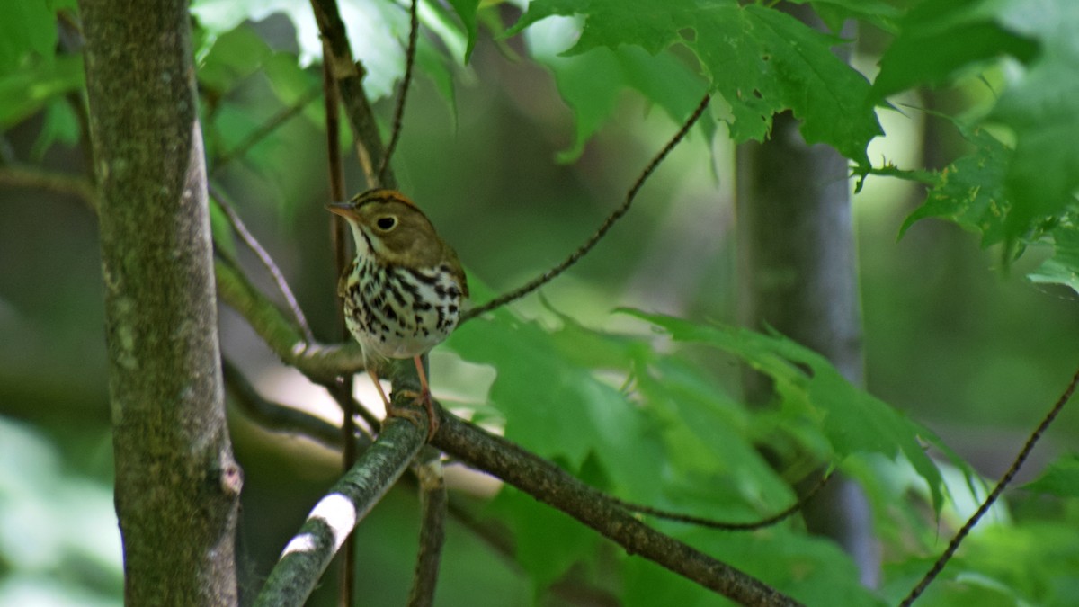 Ovenbird - ML244906461