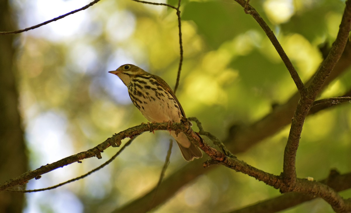 Ovenbird - ML244906481