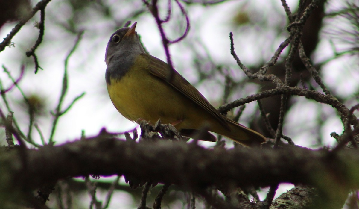 Connecticut Warbler - ML244907071