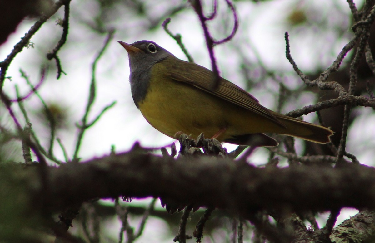 Connecticut Warbler - ML244907081