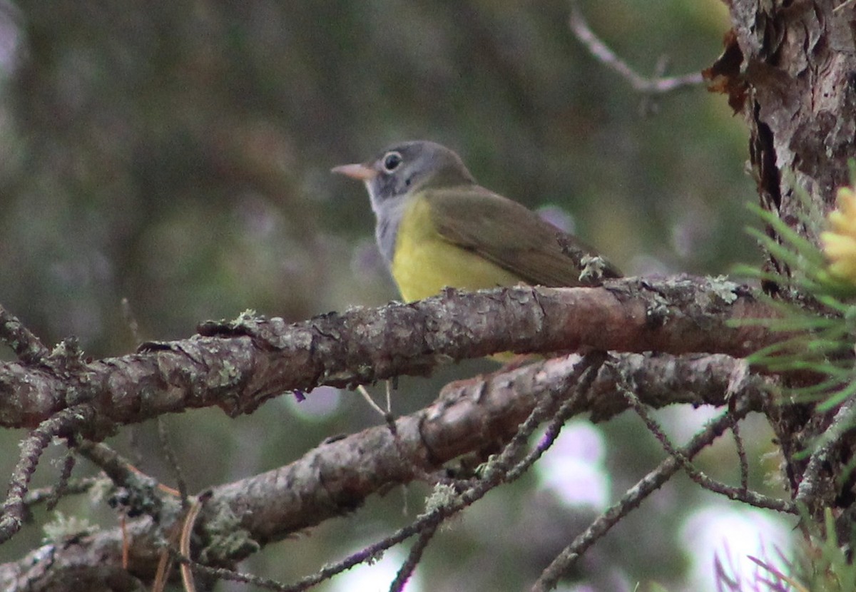 Connecticut Warbler - Tommy DeBardeleben