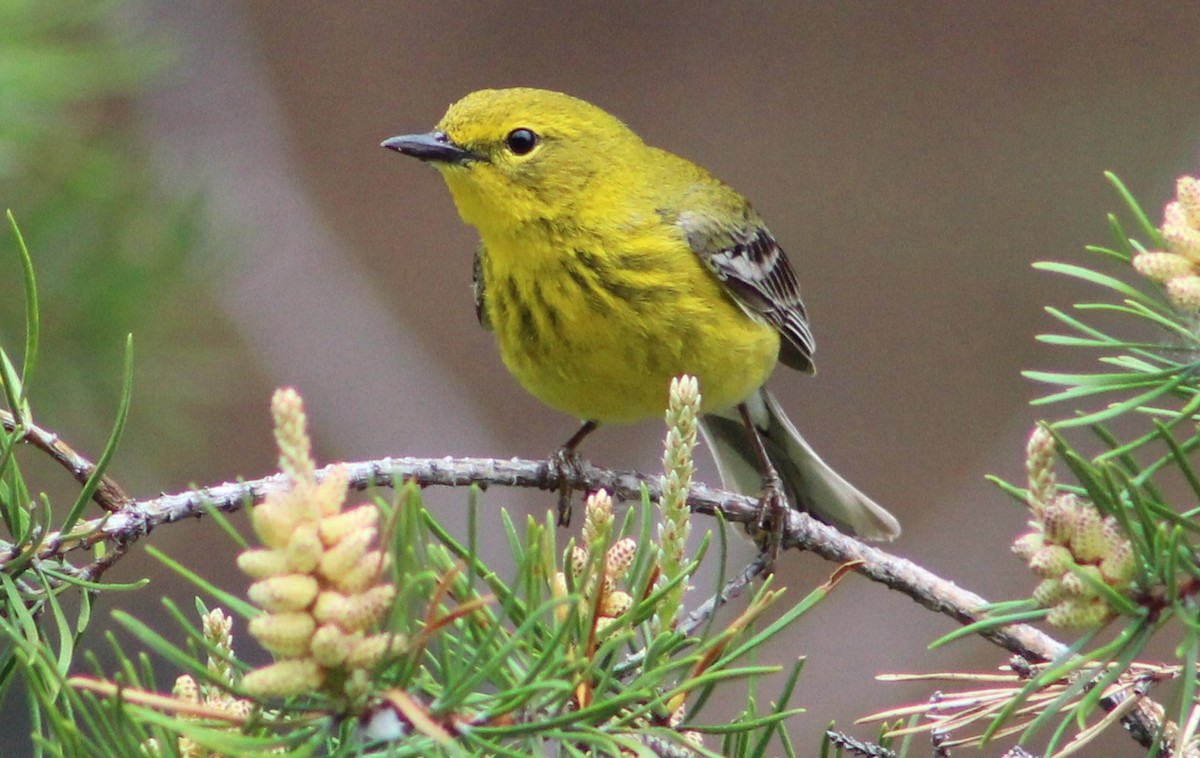 Pine Warbler - ML244907491