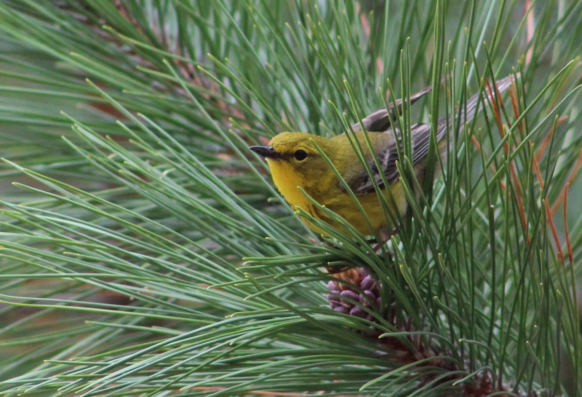 Pine Warbler - ML244907501