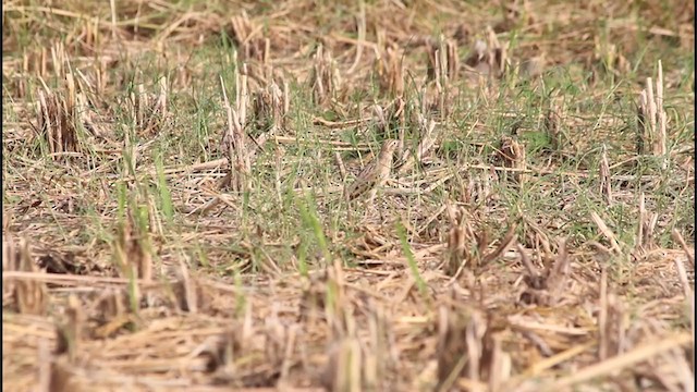 Blyth's Pipit - ML244908071