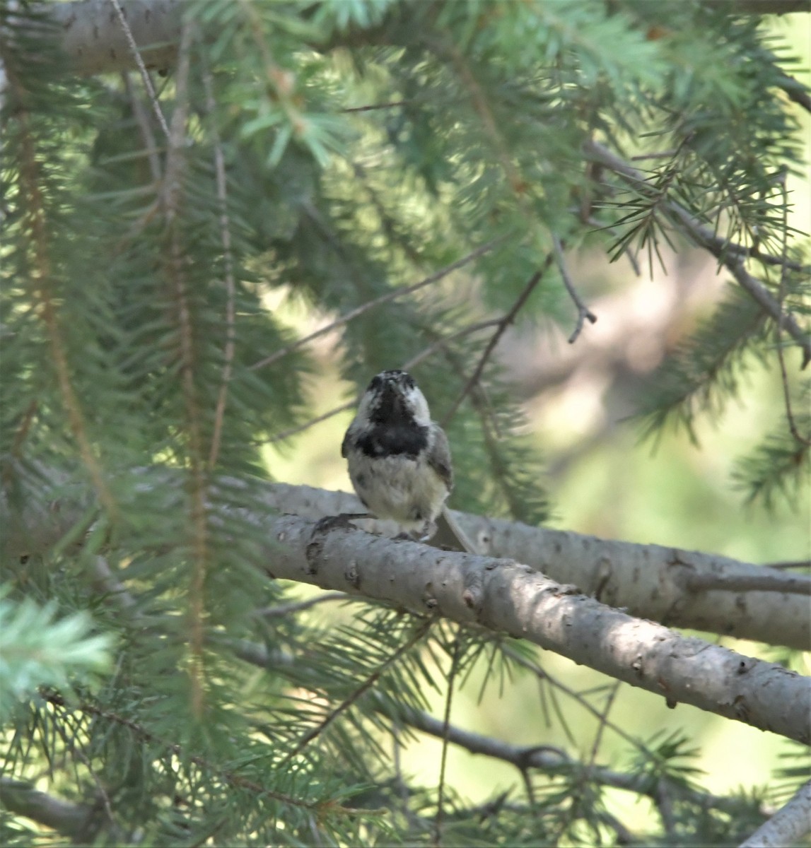 Mountain Chickadee - ML244909061