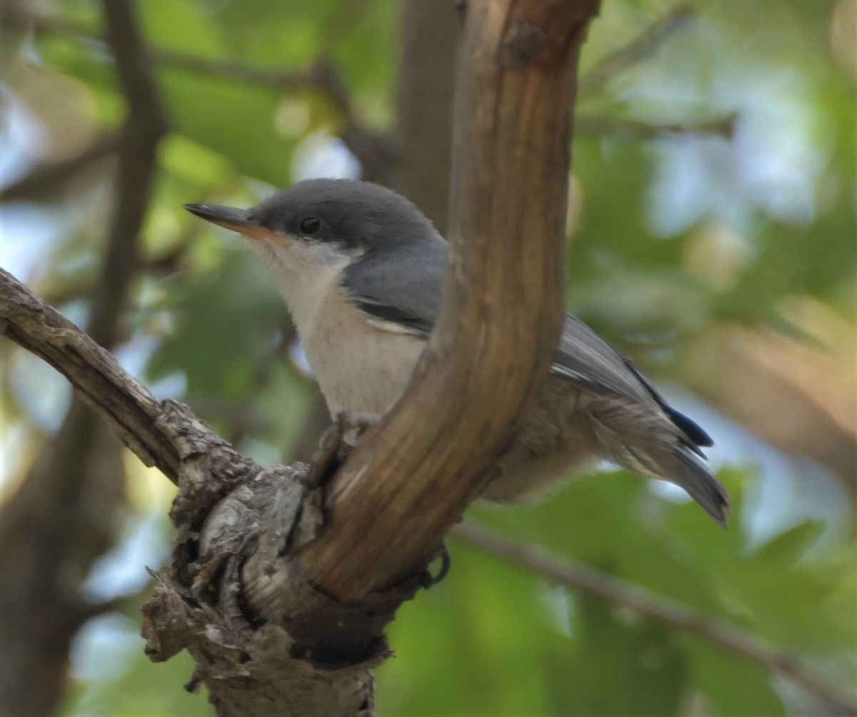 Pygmy Nuthatch - ML244909171