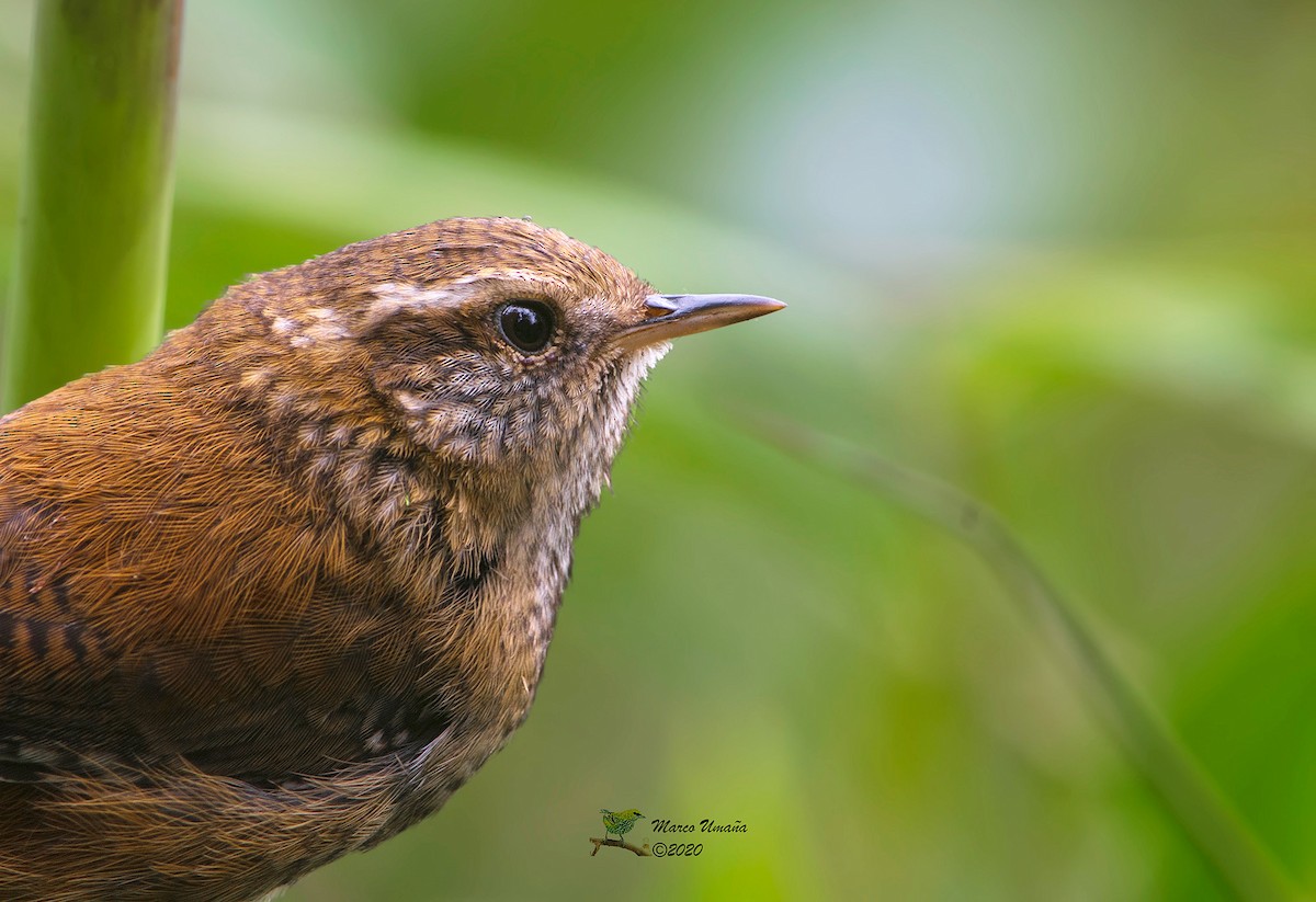 Timberline Wren - Marco Umana