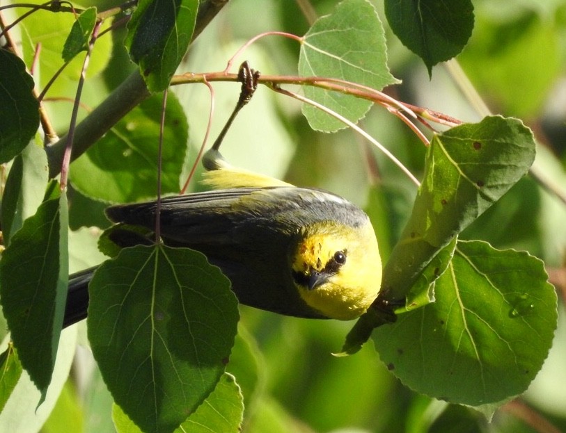 Blauflügel-Waldsänger - ML244910761