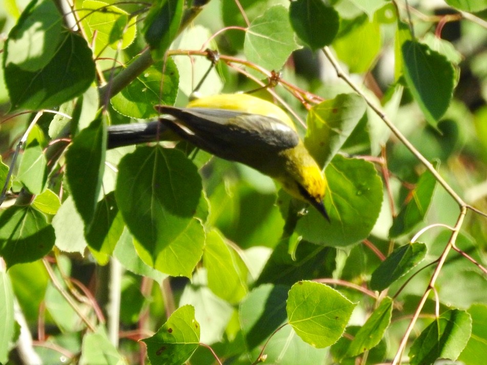 Blue-winged Warbler - Cindy McGregor