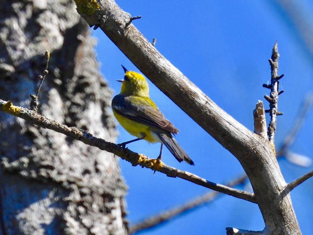 Blauflügel-Waldsänger - ML244910811