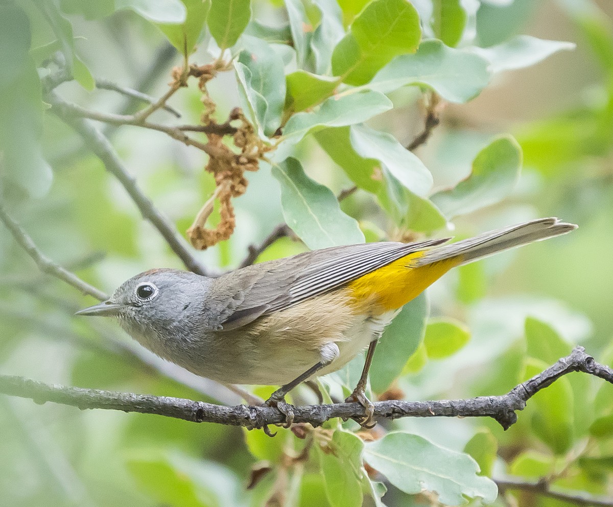 Colima Warbler - ML244911311