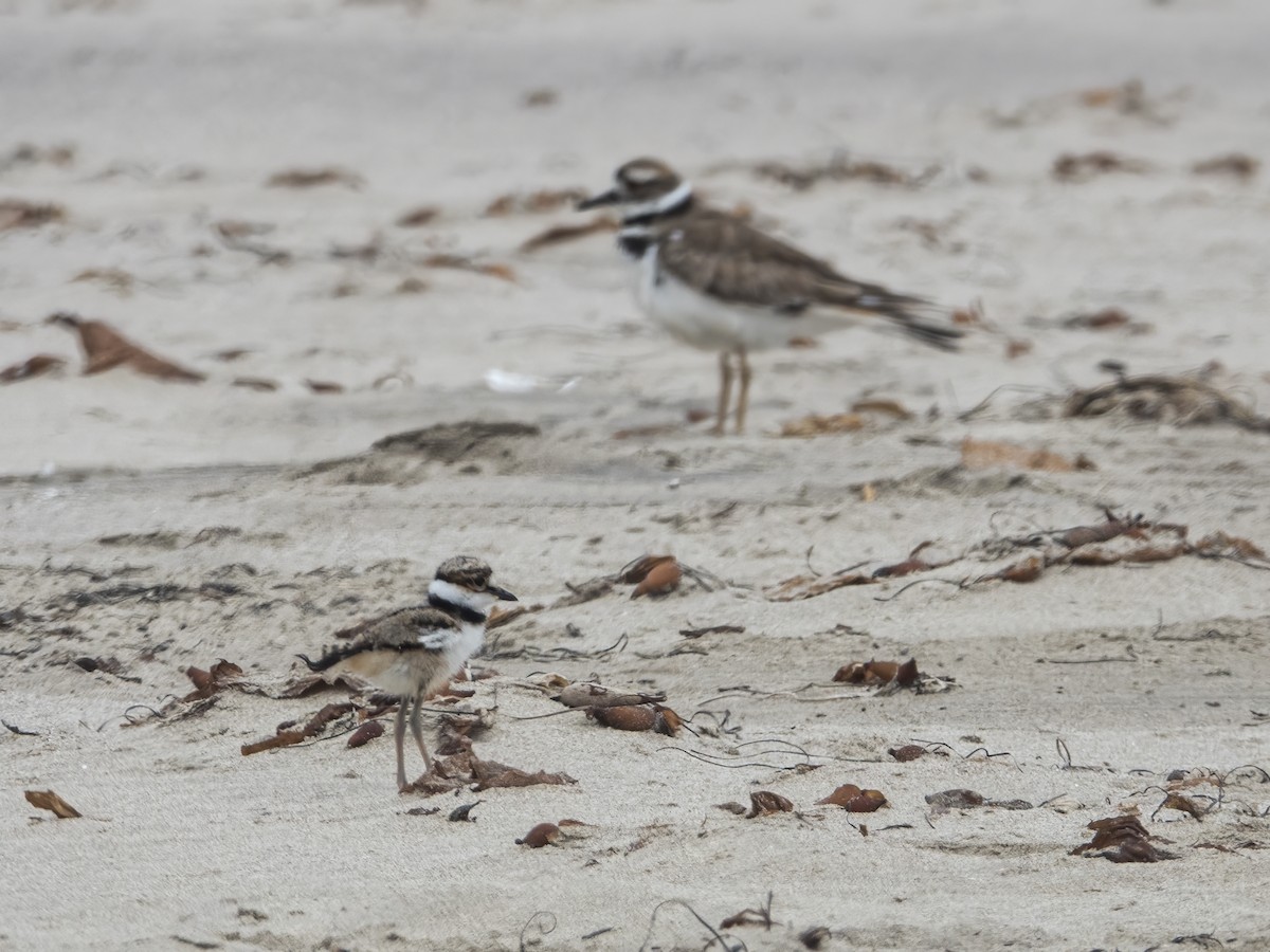 Killdeer - Glenn Kincaid