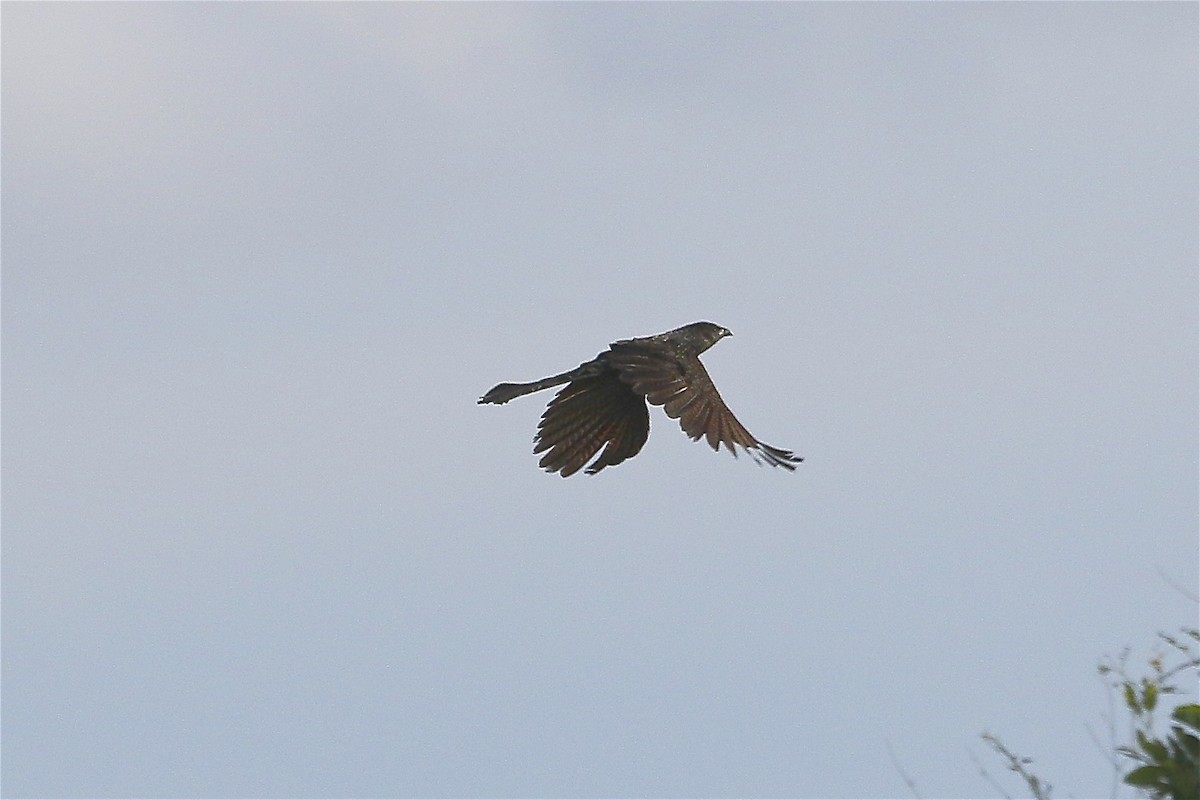 Pheasant Coucal - ML244916121