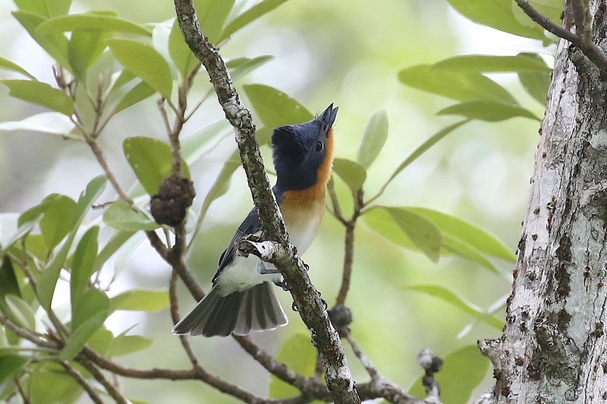 Broad-billed Flycatcher - ML244916991