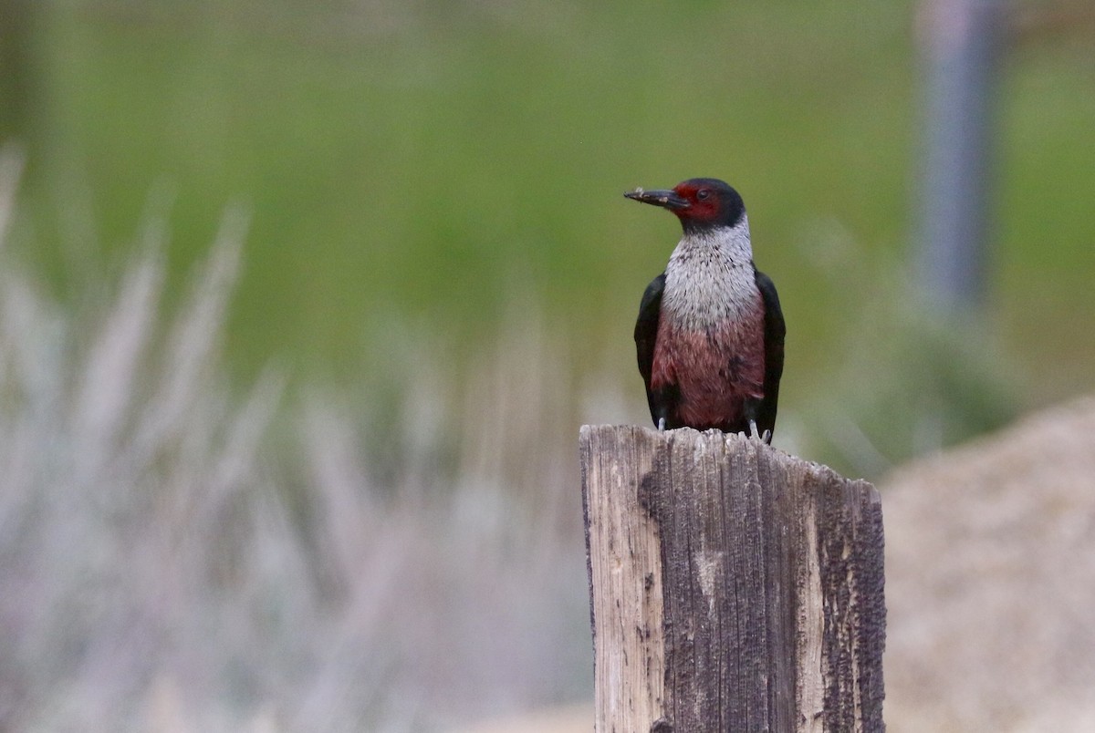 Lewis's Woodpecker - ML244917781