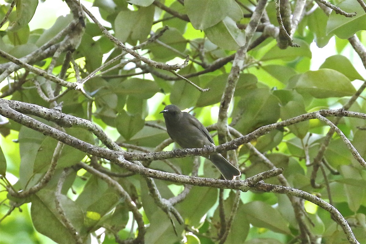 Dusky Myzomela - ML244917921