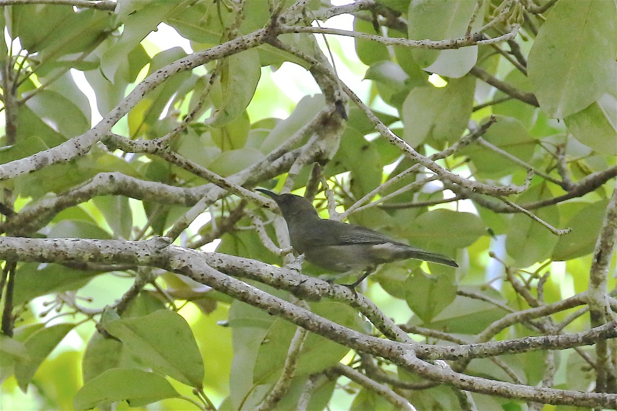 Dusky Myzomela - ML244917931