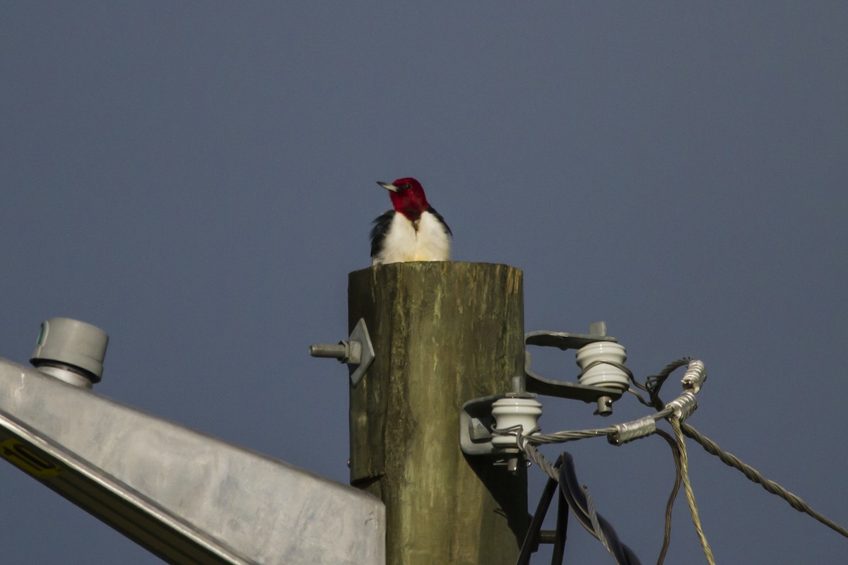 Red-headed Woodpecker - ML244919171
