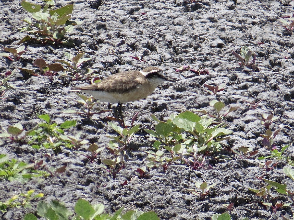 Kittlitz's Plover - ML244919821