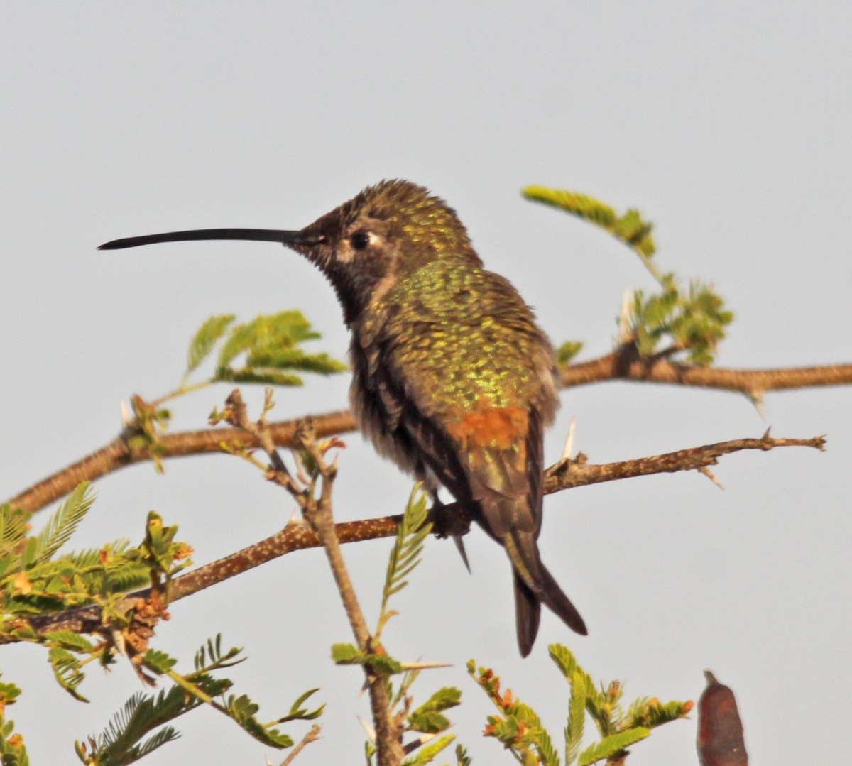 Oasis Hummingbird - ML24492061