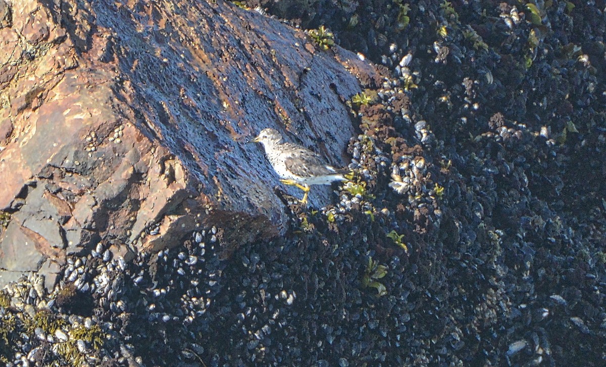 Surfbird - ML244920701