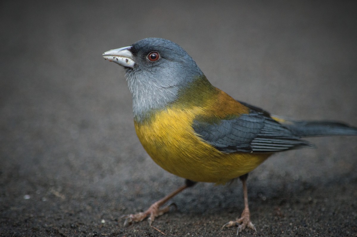 Patagonian Sierra Finch - ML244921491