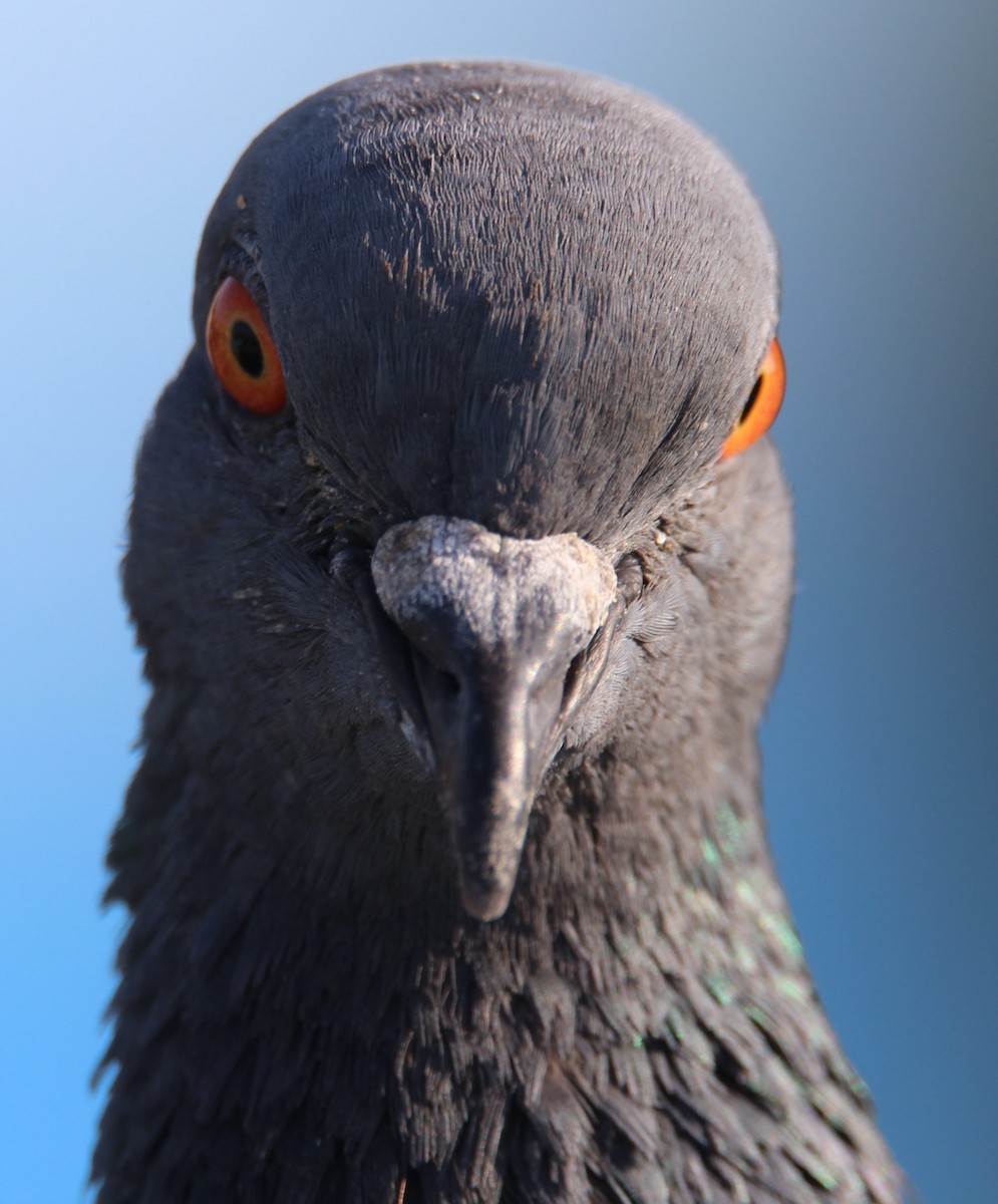 Rock Pigeon - ML244922331