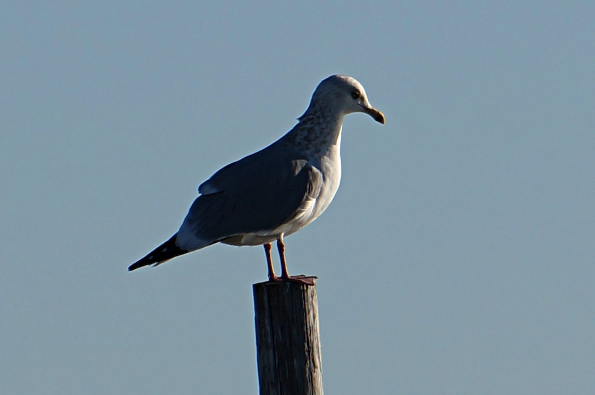 Ring-billed Gull - ML24492291