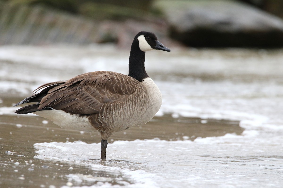 Canada Goose - Zbigniew Kajzer