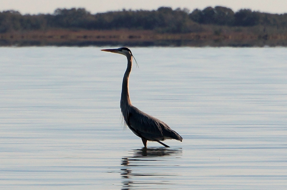 Great Blue Heron - ML24492351