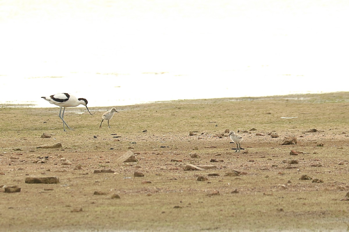 Pied Avocet - ML244923631