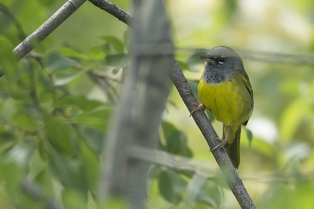 kjerrparula - ML244924151