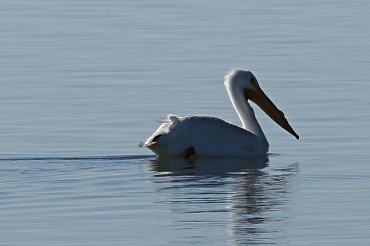 American White Pelican - ML24492461