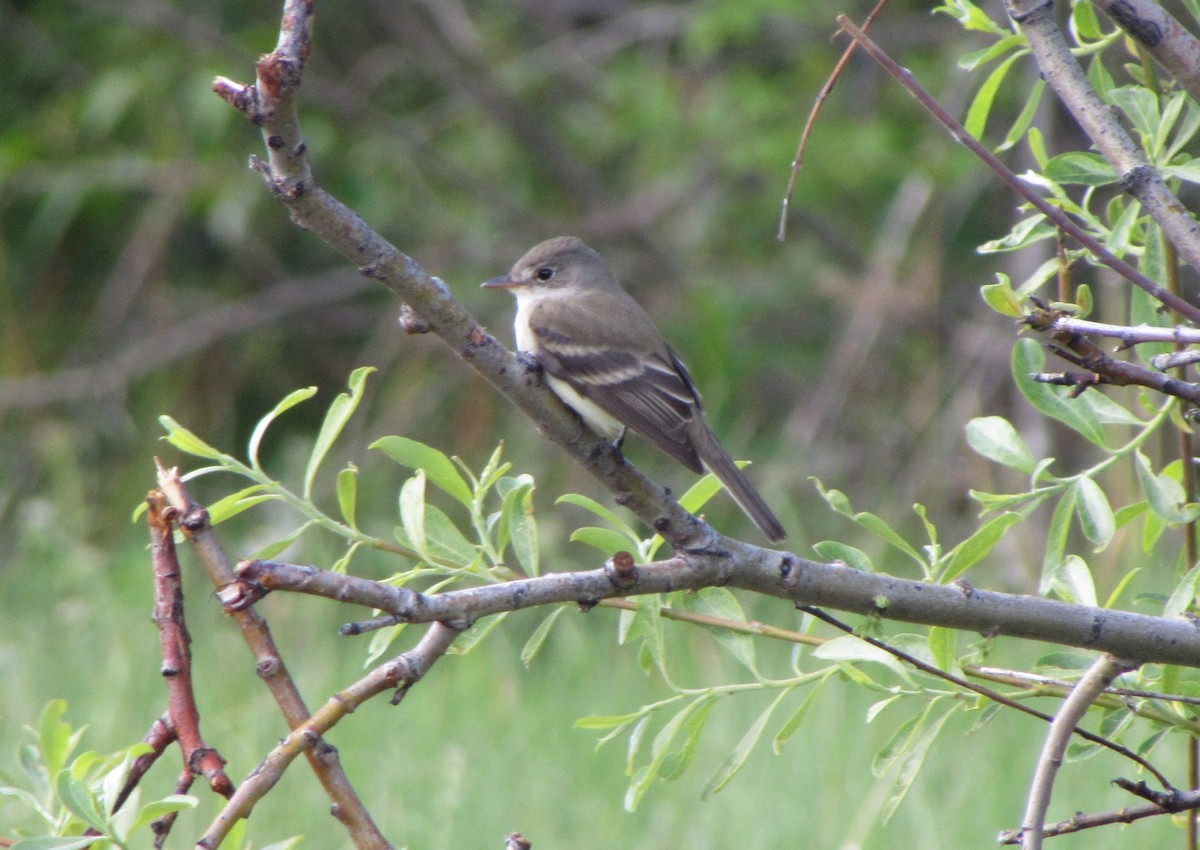 Willow Flycatcher - ML244924871