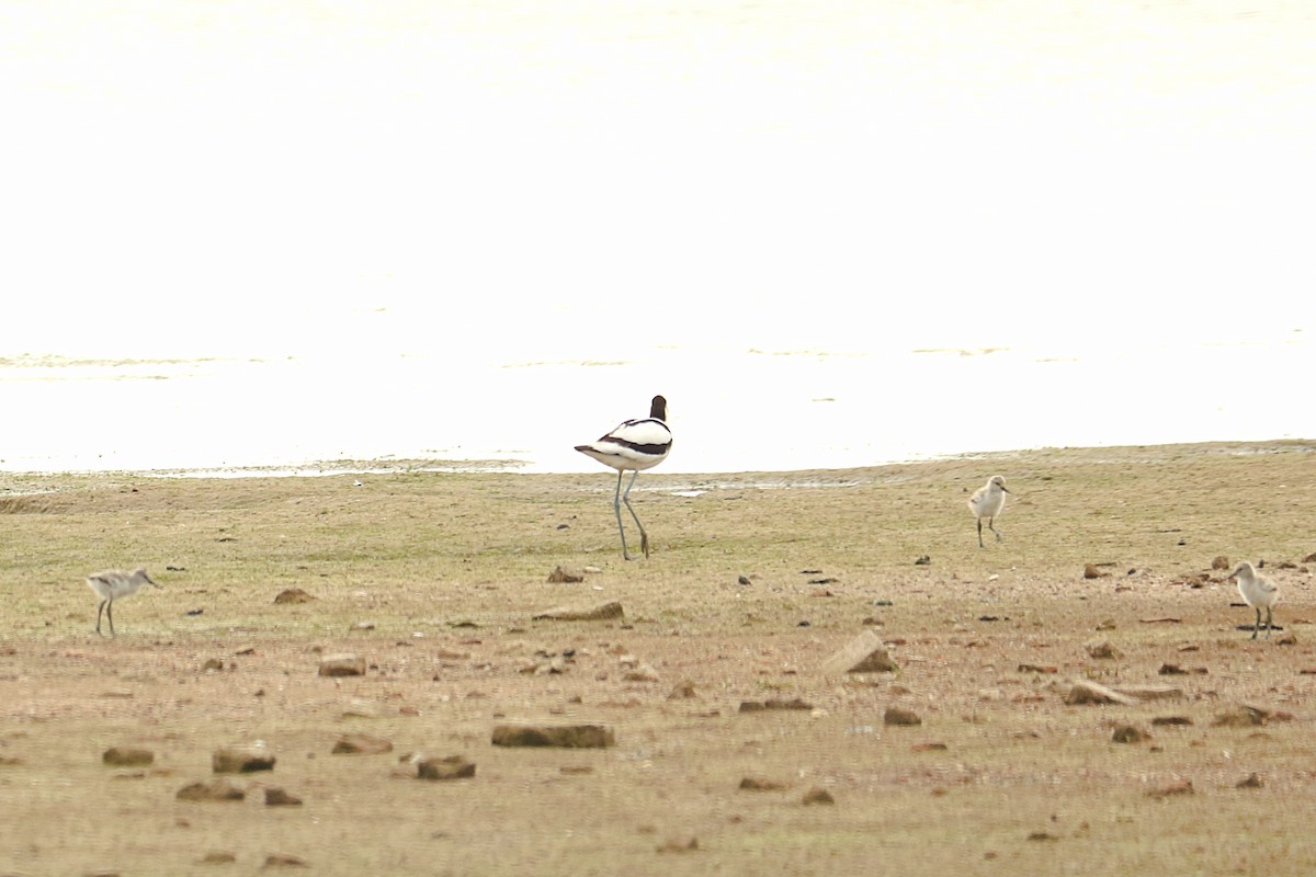 Pied Avocet - ML244926561