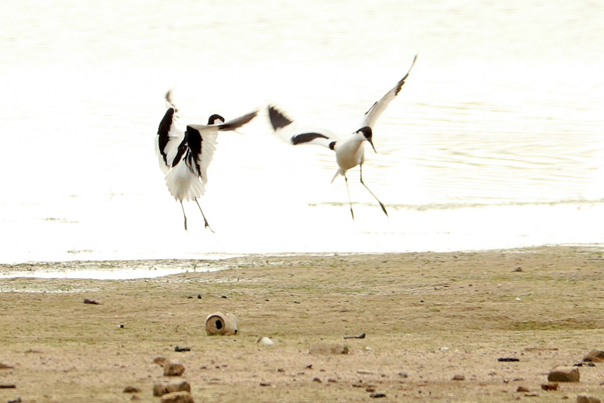 Pied Avocet - ML244926621