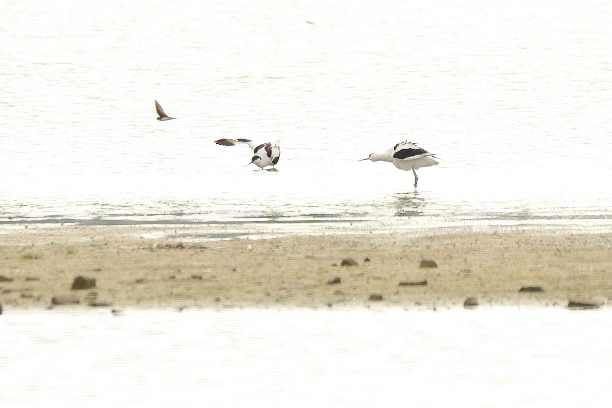 Pied Avocet - ML244926641