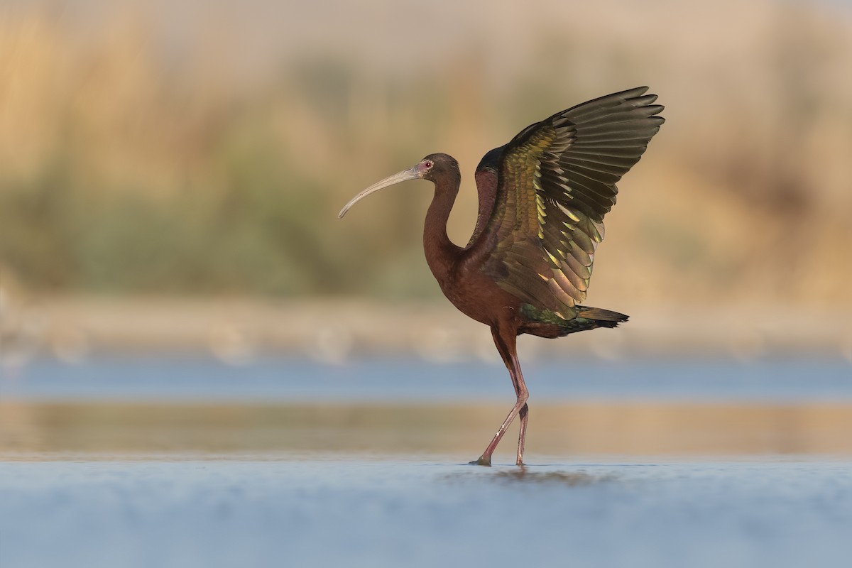 White-faced Ibis - ML244927131