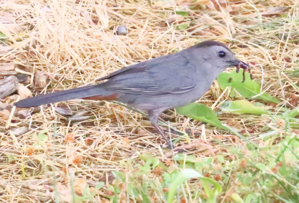 Pájaro Gato Gris - ML244927371