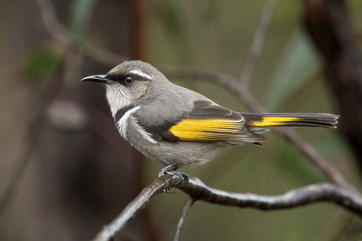 Crescent Honeyeater - David Irving