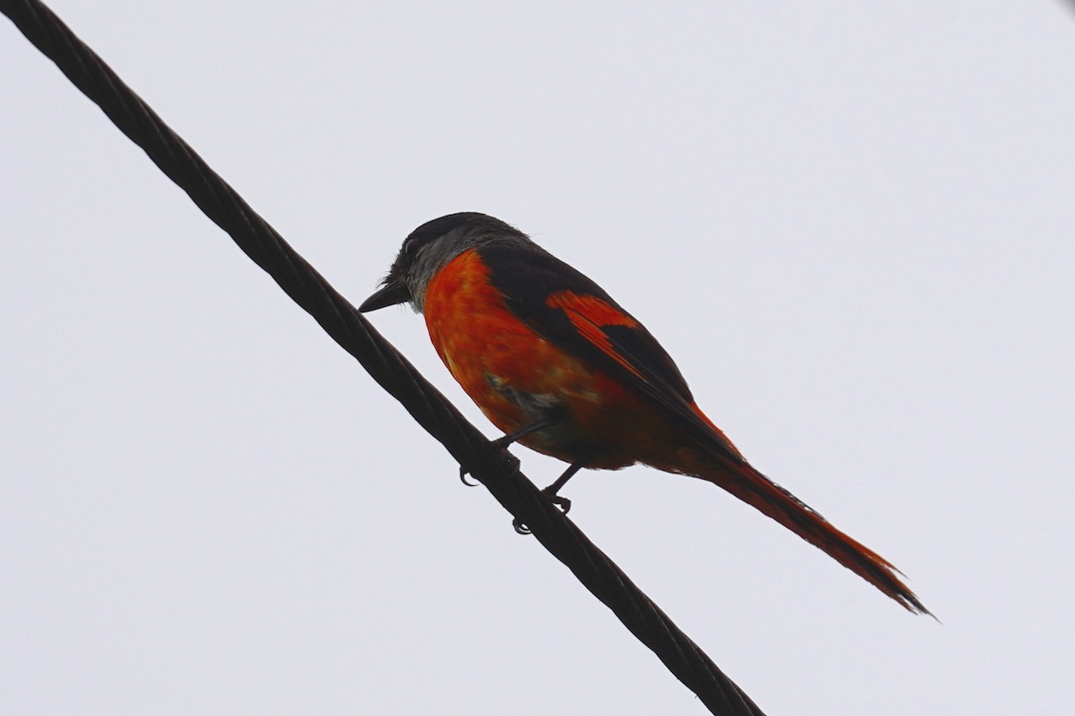 Gray-chinned Minivet - ML244928741