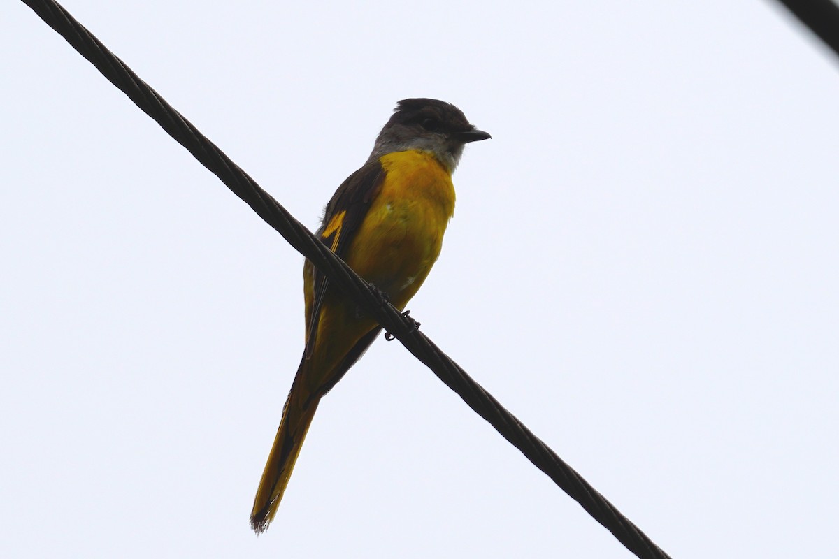 Gray-chinned Minivet - ML244928781